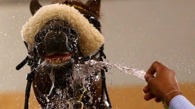 A horse is showered following participation in the Dubai Golden Shaheen during the Dubai World Cup horse racing event on March 26, 2016 at the Meydan racecourse in the United Arab Emirate of Dubai. / AFP / MARWAN NAAMANI