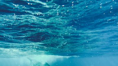 Animals, Third Place, 'Megaptera Novaeangliae', shot by Tran Hieu in San Francisco on iPhone 12 Pro Max. Photo: Tran Hieu / IPPAWARDS