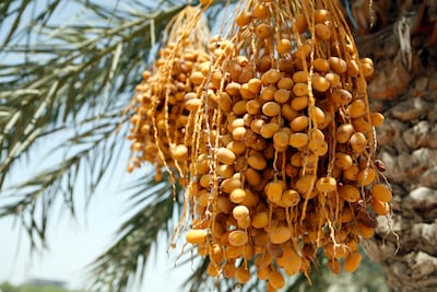 A date palm tree in Abu Dhabi. Asmaa Al Hameli / The National