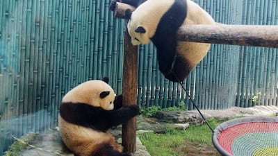 Giant panda twins at Beijing Zoo. Barcroft Media via Getty Images