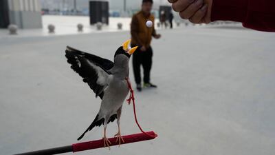 A wutong bird catches a bead in its beak in a traditional Chinese game that dates back to the Qing Dynasty, outside a stadium in Beijing. AP
