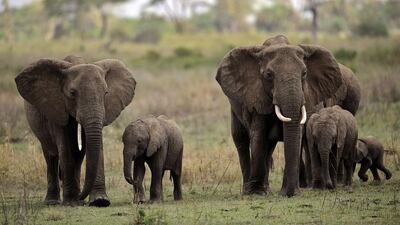 African elephants in the Serengeti national reserve in northern Tanzania. Tony Karumba / AFP