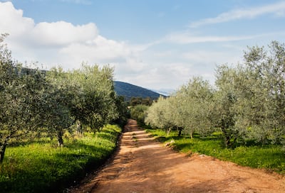 Kalamata black olives get their name from this region in Greece. Getty Images
