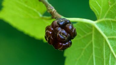 A study has revealed the medicinal powers of the mulberry. Photo: Getty Images