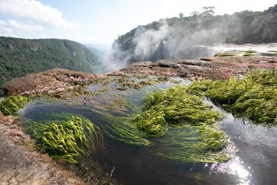 Kaieteur Falls remain largely untouched, meaning exotic flora and fauna flourish in abundance. Courtesy Jamie Lafferty