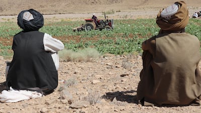 Taliban eradicate a poppy field in Helmand province, Afghanistan. AP