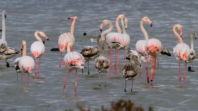 Greater flamingos feed in Tunisian waters over the winter before undertaking their migration to parts of the northern Mediterranean in the spring. Courtesy: Hichem Azafzaf