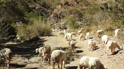 Sheep grazing in the mountains of Fujairah. Photo: Jacky Judas