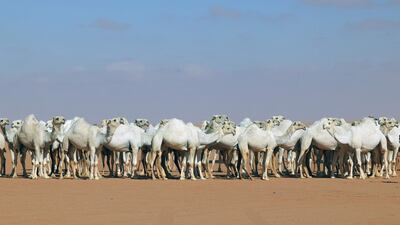 Participants in the beauty contest competed for prizes totalling 350 million riyals ($93 million)