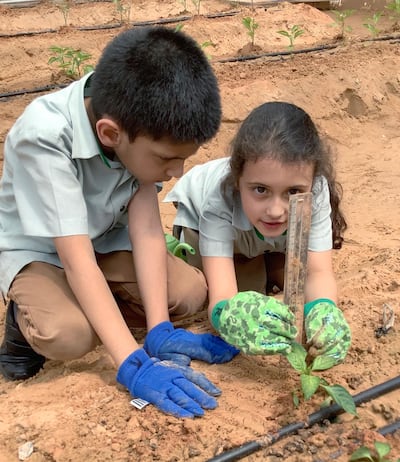 Children at The Arbor School in Dubai have been learning sustainable farming. Courtesy: The Arbor School