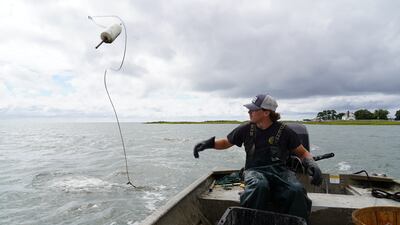 Mr Evans sets a crab trap.