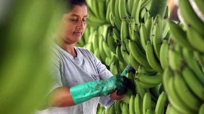 Francisco Rivadeneira, Equador’s minister of international trade, believes there is a huge potential for the country's banana exports to connect in the UAE market. Ivan Kashinsky / Bloomberg News