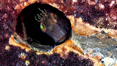 Andre Johnson from the USA won the Bronze prize in the Animal Portraits category. He took a picture of a seaweed blenny at Blue Heron Bridge in Riviera Beach in Florida, USA