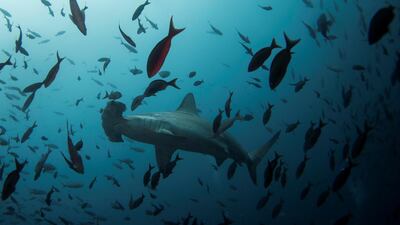 A hammerhead shark swims at Galapagos Marine Reserve, Ecuador, on August 19, 2013. Jorge Silva/ Reuters