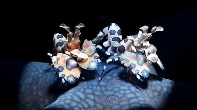 Adriano Morettin from Italy won a gold in the Underwater category. Morettin took a picture of harlequin shrimps in Lembeh strait, Indonesia