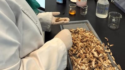 Researcher Marwa Faisal is part of the Egyptian team that has created biodegradable plastic from shrimp shells. Mohamed Zaki / Reuters