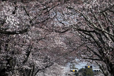 Cherry trees in bloom inside the Yonomori area in Tomioka, Fukushima. Getty