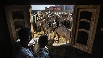 Egyptians look at animals through a window at the Berqash camel market northeast of Cairo.Muslims across the world are preparing for the Eid al Adha holiday. AFP
