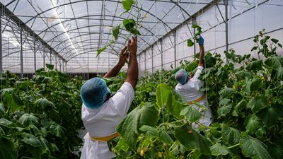 Inmates work on a farm project, as part of a rehabilitation effort by Dubai Police