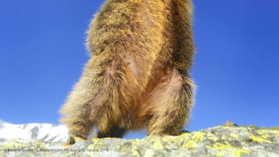 A marmot in the Austrian alps gets into the groove. Martina Gebert / The Comedy Wildlife Photography Awards 2019 -