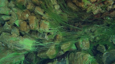 Algae on rocks shimmers phosphorescent green in the Silfra Rift. Photo: Jennifer de Winter / AFP