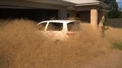 A car is swamped by a fast-growing tumbleweed outside a home in the town of Wangaratta, 250 kilometres north-east of Melbourne. Channel 7 / AFP Photo