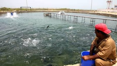 A worker feeds the hammour at the Marine Environment Research Centre at Umm Al Qaiwain.