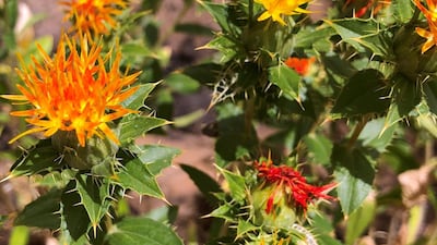 Safflower is said to remedy vertigo. Photos Melanie Hunt