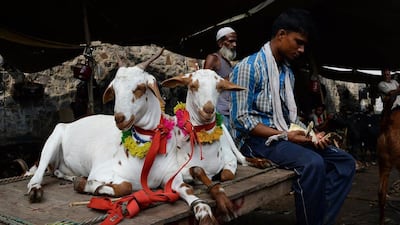 A livestock owner at a traditional market before Eid in New Delhi, India. In the UAE, costs of sacrifice are rising. Sajjad Hussain / AFP