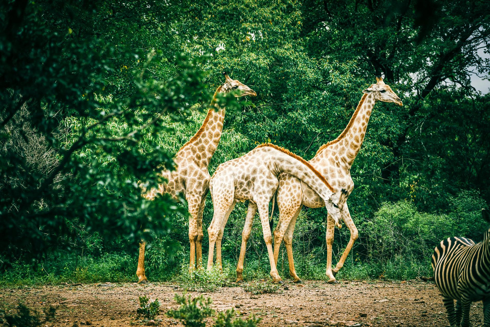 Some of the local residents that you'll come across at The Royal Livingstone Zambia Hotel Victoria Falls by Anantara