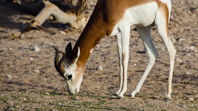 The critically endangered Dama gazelle is one of the animals hoping to be protected thanks to a new partnership. Courtesy Al Ain Zoo