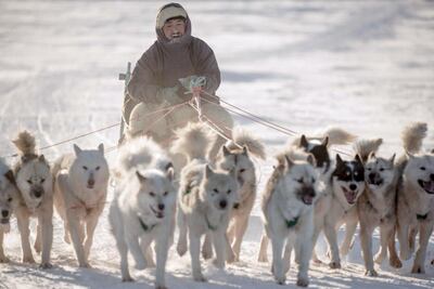 Dogs outnumber humans in the tiny village of Niaqornat. Courtesy VisitGreenland