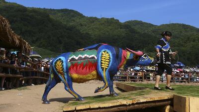 A woman leads her painted buffalo onto a stage during a buffalo bodypainting competition in Jiangcheng county, Yunnan province. Artists from eight countries painted on buffaloes to compete for a 100,000 yuan ($16,042) prize reward during the competition. Wong Campion / Reuters
