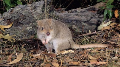 Eastern bettong or Tasmanian Bettong Bettongia gaimardi. Alamy