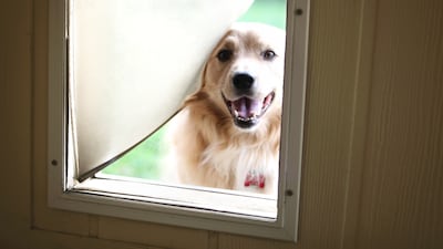 Those who are on the side of doors know to also include pet doors. Getty Images