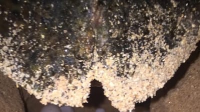 The nesting season for hawksbill turtles lasts from March until June, and a female lays between 90 to 110 eggs at a time. Courtesy - Environment and Protected Areas Authority