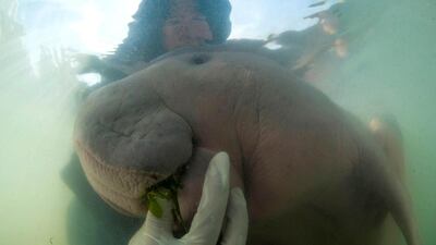 Orphaned dugong Marium has died from ingesting plastic. AP