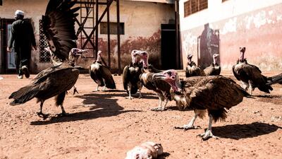 Hooded vultures wait for scraps of meat at Bissau's main slaughter house. Tens of thousands of Hooded vultures folk to the city of Bissau to in search of food left behind in heaps of garbage or around market areas. AFP