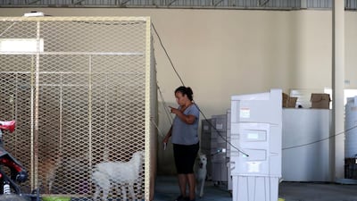 Michelle Francis runs Animals and Us Fujairah in her spare time and has rescued hundreds of animals over the past 17 years.