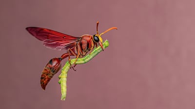 PRINT USE ONLY. NO SALES, NO ARCHIVE. NO CROPPING, NO OVERPRINTING, NO ALTERATIONS. CAN ONLY BE USED IN CONNECTION WITH THE NATURAL HISTORY MUSEUM'S WILDLIFE PHOTOGRAPHER OF THE YEAR COMPETITION MANDATORY CREDIT: Bidyut Kalita/Wildlife Photographer of the Year THE FOLLOWING MUST APPEAR CLEARLY AND LEGIBLY IN EDITORIAL COPY: Wildlife Photographer of the Year is developed and produced by the Natural History Museum, London. All coverage must include a link to the exhibition page at: https://bit.ly/WPY61Exhibition All front cover requests must be approved by the Natural History Museum and the photographer. Undated handout photo issued by Natural History Museum of Special Delivery by Bidyut Kalita, from India, of a hard-working potter wasp mid-flight with caterpillar prey for its young, taken in Goalpara, Assam, India, which has been Highly Commended in the Behaviour: Invertebrates category at the Wildlife Photographer of the Year competition. The overall winners, including the Grand Title winner, will be announced on October 14. Issue date: Wednesday August 27, 2025. PA Photo. Photo credit should read: Bidyut Kalita/PA Wire NOTE TO EDITORS: This handout photo may only be used for editorial reporting purposes for the contemporaneous illustration of events, things or the people in the image or facts mentioned in the caption. Reuse of the picture may require further permission from the copyright holder.