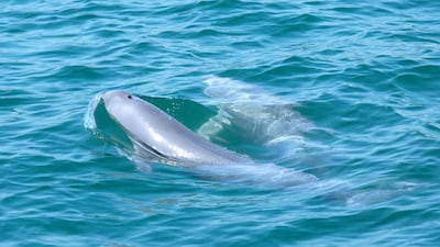 The finless porpoise is also found in the Arabian Gulf. They feed on squid and small fish.