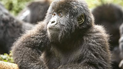 The ultimate Virunga experience is spotting baby mountain gorillas in the wild.