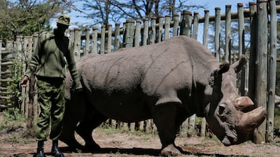 In this May 3, 2017 photo, a ranger takes care of Sudan, the world's last male northern white rhino, at the Ol Pejeta Conservancy in Laikipia county in Kenya. AP
