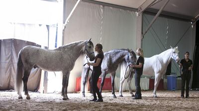 Some of the stars of Cavalia and their riders in the specially built stables at Qasr Al Hosn in Abu Dhabi. Silvia Razgova / The National