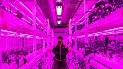 Are urban farmers the future of global food production? A new report seeks to find out. AFP