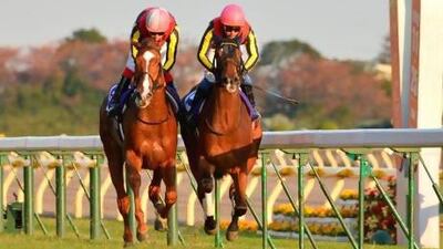 Gentildonna, right, races against Orfevre to win the 2,400-metre (1.5 mile) Japan Cup horse race at the Tokyo Race Course in November. Kazuhiro Nogi / AFP