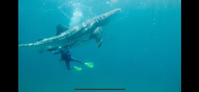 Divers enjoyed the chance to share the waters with a five-metre whale shark. Courtesy Darrell Seale