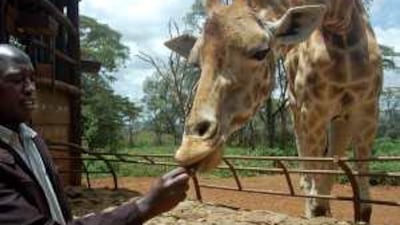 Joseph Lemiso, an education officer at the Giraffe Centre in Nairobi, feeds Kelly, a Rothschild giraffe. The centre breeds the rare giraffe and educates Kenyan schoolchildren about conservation. Matt Brown / The National