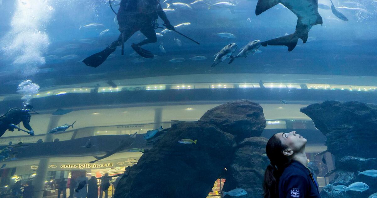 Sea Life Week Shark Week can reel more residents into preserving marine life | The ...