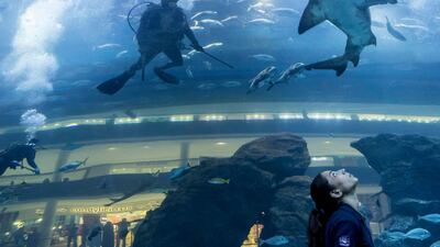 Divers from a shark reproduction research team track a Sand Tiger at Dubai Aquarium in Dubai Mall. Campaigners say public support is essential to back up the work of marine conservation professionals. Antonie Robertson / The National